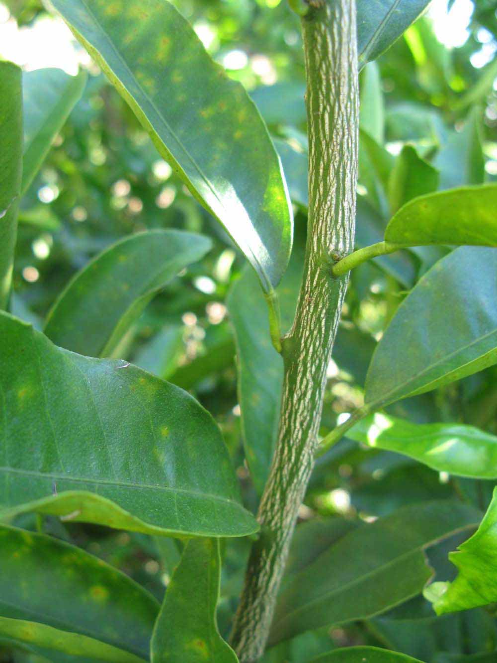              Second - third year twig (Winter Haven, FL)       